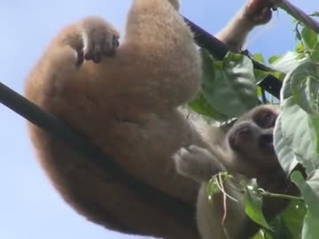 電線上で感電死したスローロリス