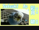 バイブレーション搭載型セキセイインコ