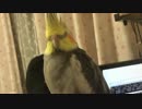 ねむねむなオカメインコ