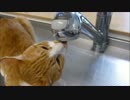 ルゥ君、蛇口から湧き出る水をチビチビ・・・(・∀・)