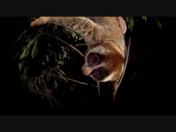 珍獣の世界「スローロリス」