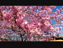 【お気楽バイク旅】河津桜ツーリング 2016-02-16【MT-07】