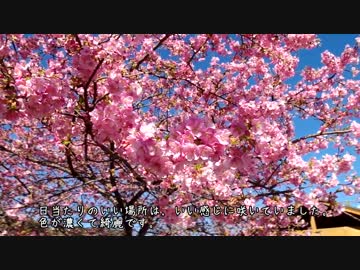 【お気楽バイク旅】河津桜ツーリング 2016-02-16【MT-07】