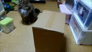 部屋に入ったら猫がスネークになっていた件