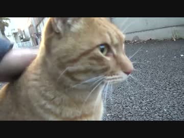 人間換算で28歳の引きこもり猫、表に出てくる