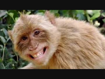 ベーミツと云ふ名のいきもの