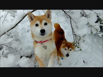 柴犬ひかいちと猫ミルキー　雪の撮影会とひなたぼっこ　