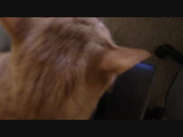 拾いねこ＠生後1325/1292日目　ｇｒｇｒ～。