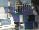 道具を使うネズミ