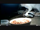 謎の化け猫　破壊王初登場
