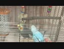 反復横とびオカメインコと仲良くなりたいセキセイインコ