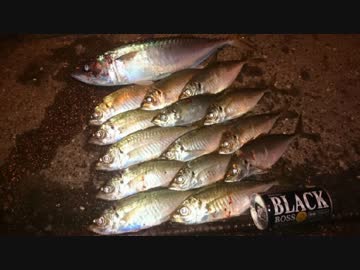 アジング　part 2