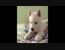 【Vine】海外の絶対笑えるVine動画　②　（和訳付き）