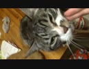 猫です