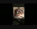【遊戯王】　シャイニングビクトリーズ　開封動画　Part2