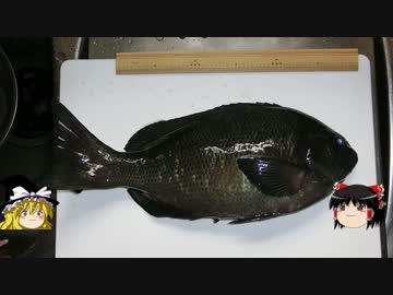 釣ったメジナを煮付けにします。