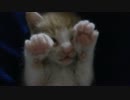 赤ちゃん猫、充電が切れて降参状態です(´; ω ;｀)