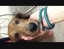 捨て犬だった子がうちに来て5年。足けがしちゃった(´;ω;｀)