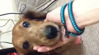 捨て犬だった子がうちに来て5年。足けがしちゃった(´;ω;｀)