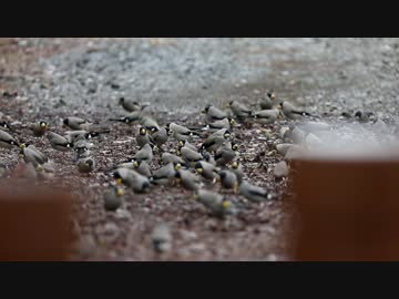 地面に降りて食べ物を探すイカルの群れ