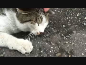 【猫の日】22匹の猫をモフる猫行脚に出てみた其の壱