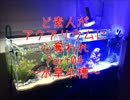 ど素人がアクアリウムに心奪われPart04～水草水槽～