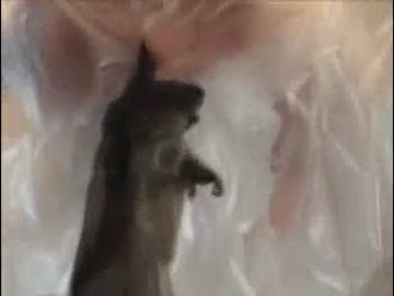 ホモと学ぶ ネズミvs電子レンジ