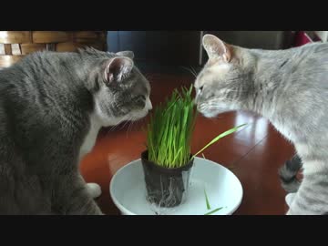 【モアクリ】 猫草サラダ