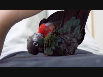 ウロコインコ：チビ【モフモフ Part3】