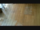 潜入！バケ猫は存在した！