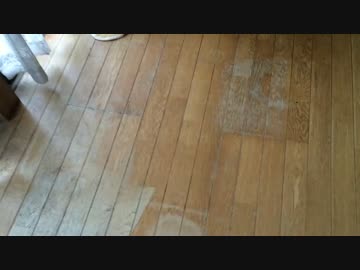 潜入！バケ猫は存在した！