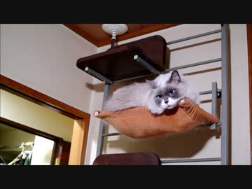 ハンモックであばれる猫