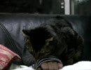 腕にhshsする猫