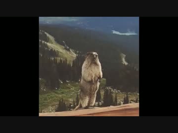 怒りの雄叫びを上げる熊www