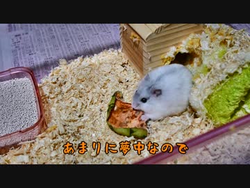 【ハム大福】すいか大福【8個目】