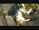 ヒモまみれになる人懐こい野良猫