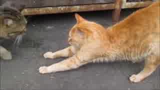 3匹の野良猫なでなで。