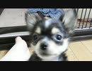 【ちわわ日記】求：ハンター捕獲クエ【7日目その2】