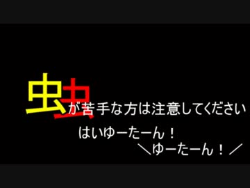 くもじゃらし