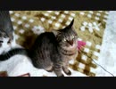 しゃもとささみの日常【新居】