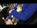 抱っこされたまま寝ちゃう猫。
