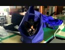 袋が大好きにゃん　「あずきの成長日記」