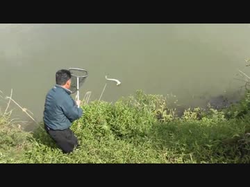 【外来種】アロワナがいる川で釣りしてみた【沖縄】