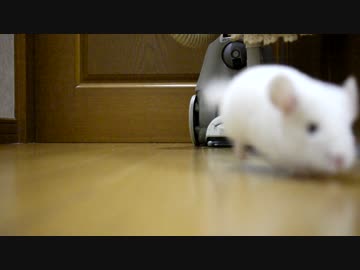 チンチラの赤ちゃんまたまた誕生！