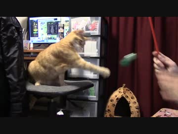 拾いねこ＠生後1330/1297日目　ねこじゃらされるアコツキさん