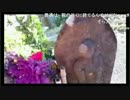 センパチの墓を見つけ喜ぶHMD