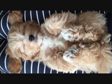 人気の マルプー 動画 12本 ニコニコ動画
