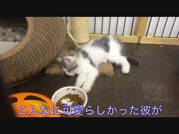 【その後】モフちゃんの成長記 part.2