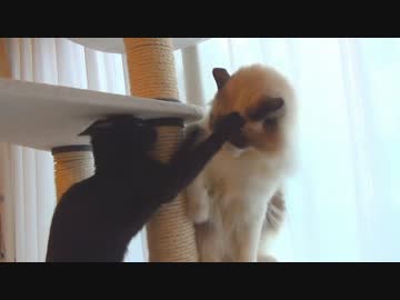 レオとしじみの新生活 Vol.17 　ファンと連動して回転する猫