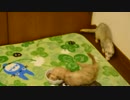 フェレット動画-トライプ缶(2/2)
